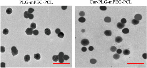 Figure 2. Transmission electron microscope images of PLG-mPEG-PCL and Cur-PLG-mPEG-PCL. (The red scale in the figure was 0.5 μm.).