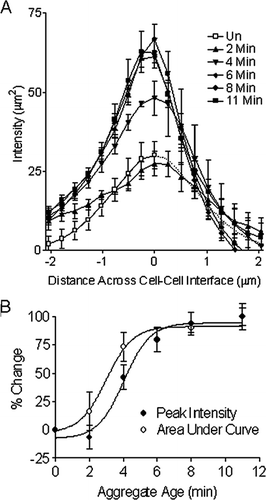 Figure 6 (A) Graphical representation of mean F-actin intensity plot profiles demonstrating a significant buildup of F-actin at the cell–cell boundary in aggregates aged greater than 3 min. A time zero control F-actin distribution across the periphery of a single cell was shown in mirror image (dotted line). (B) Area under curve and peak intensity of F-actin from Figure 5 A increase with aggregate age.