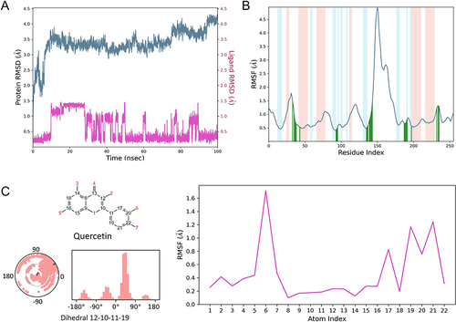 Figure 13 (A) RMSD of quercetin and caspase-8 during the simulation; (B) RMSF of caspase-8, with light red indicating the helix region, blue indicating the beta-sheet region, white indicating the loop region, and dark green indicating the small-molecule binding site (amino acid numbers in the horizontal coordinate plus 222 is the actual amino acid number); (C) RMSF plot of heavy atoms on Quercetin with a distribution of dihedral angles 12–10-11-19.