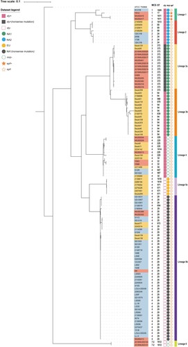 Figure 1. A maximum-likelihood phylogenetic tree of 114 S. suis serotype 7 genomes. The phylogenetic tree was constructed based on mutational SNPs differences across the whole core genome. The S. pneumoniae ATCC 700669 was used as an outgroup to root the tree. The strains were coloured based on the isolation regions, grey for Europe, orange-yellow for North America, and orange-red for China. The scale is given as the number of substitutions per variable site.