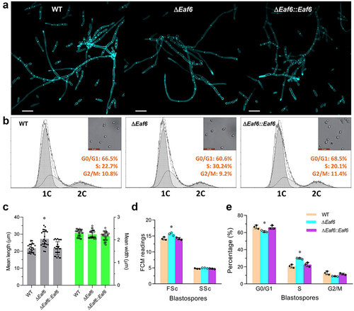 Figure 3. Contributions of Eaf6 in hyphal septation and cell cycle control in B. bassiana.