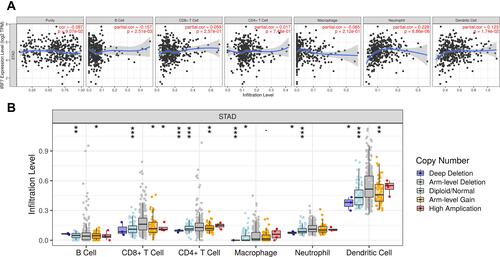 Figure 8 The correlation between IRF7 and immune infiltration (TIMER). (A) The correlation between IRF7 expression the abundance of B cells, CD8+ T cells, CD4+ T cells, Macrophage, Neutrophils and Dendritic cells. (B) the correlation between SCNA of IRF7 and immune cell infiltration. *P < 0.05, **P < 0.01, ***P < 0.001.