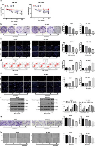 Figure 1. DEX has a dose-dependent inhibitory effect on OC growth and invasion. A, cell viability detected using MTT assay; B, number of cell colonies detected using colony formation assay; C, cell proliferation measured using EdU assay; D, cell apoptosis detected using flow cytometry; E, cell apoptosis detected using TUNEL assay; F, expression of apoptosis-related proteins detected using Western blot analysis; G, cell invasion evaluated using Transwell assay; H, cell migration detected using scratch test; all experiments were performed for three times, and data in panels B/C/D/E/G/H were analyzed using one-way ANOVA, and data in panels A/F were analyzed using two-way ANOVA, followed by Tukey’s multiple comparisons test; *, p < 0.05; **, p < 0.01