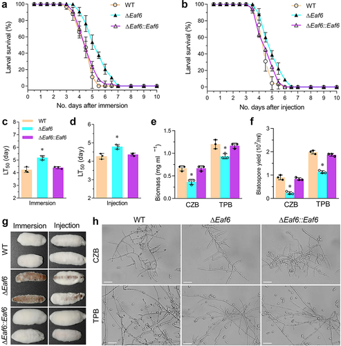 Figure 4. Impact of Eaf6 deletion on fungal virulence upon insect host in B. bassiana.