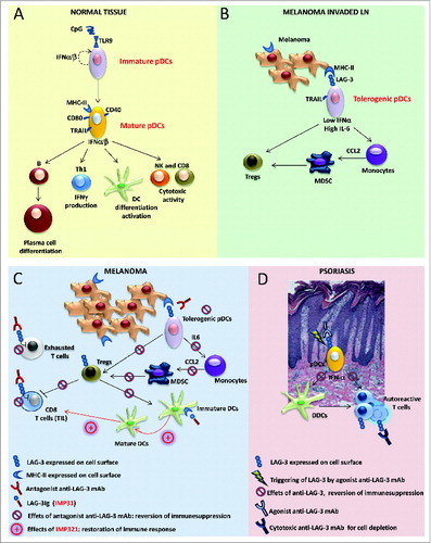 Figure 1 (See previous page). Role of LAG-3 in pDCs and its translational relevance in melanoma and psoriasis. (A) Under normal conditions, upon activation, plasmacytoid dendritic cells (pDCs) upregulate T cell co-stimulatory molecules (such as CD86 and CD40) and increase MHC-II and TRAIL expression; activated pDCs secrete pro-inflammatory and anti-viral cytokines, such as Type I interferons (IFNα/β), and promote B- and DC-cell differentiation/activation, T helper cell type 1 (Th1) response, and natural killer (NK) cell and CD8+ T cell cytotoxic activities. (B) In melanoma-invaded lymph nodes (LNs), MHC-II molecules on melanoma cells bind to lymphocyte activated gene 3 (LAG-3) expressed on the surface of pDCs, resulting in the tolerogenic activation of pDCs. Low levels of IFNα and high levels of interleukin 6 (IL-6) induce monocytes to produce chemokine (C-C) motif ligand 2 (CCL2) with subsequent myeloid derived suppressor cell (MDSC) accumulation and regulatory T cell (Treg) expansion. (C) In melanoma lesions, the antagonistic anti-LAG-3 mAb blocks the negative signals mediated by LAG-3 in exhausted T cells and limits the suppressor functions of Tregs. The same mAb blocks the interaction between pDCs expressing LAG-3 and melanoma cells expressing its ligand (MHC-II), allowing for pDC activation and IFNα production while limiting the frequencies of MDSCs and Tregs with subsequent T-cell expansion. Clinical-grade LAG-3Ig (IMP321) promotes DC maturation and CD8+ T-cell induction/expansion. (D) In psoriatic lesions, the agonist anti-LAG-3 mAb can trigger LAG-3-mediated signaling in pDCs, thus diminishing IFNα production and consequently hampering the activation of dermal dendritic cells (DDCs) and the development of pathogenic Th1 responses. The cytotoxic anti-LAG-3 mAb depletes autoreactive LAG-3+ T cells.