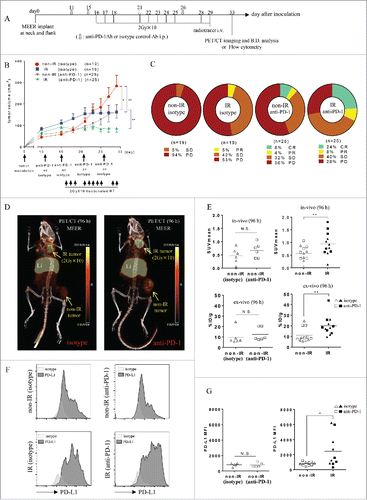 Figure 4. 2 Gy × 10 fractionated RT-induced PD-L1 upregulation in MEER was identified by PET/CT and its validity was corroborated by flow cytometry. (A) C57BL/6 mouse bearing MEER tumors in two locations, neck and flank were treated with fractionated RT (2 Gy × 10 only to the neck tumor) combined with anti-PD-1 Ab or isotype control Ab and PET/CT imaging and biodistribution study or flow cytometry were performed on day 33 after tumor implantation. (B) Tumor growth curves are presented as tumor volume measurements from day 10 to day 29 after tumor inoculation. Non-IR (isotype) tumors (n = 19), non-IR (anti-PD-1) tumors (n = 25), IR (isotype) tumors (n = 19) or IR (anti-PD-1) tumors (n = 25) were separately monitored. Data represent mean ± SEM (n = 5–25 per group). *p < 0.05, **p < 0.01; non-paired t-test. (C) RECIST outcome on day 29 after tumor inoculation (the last day of irradiation). (D) On the same day after completion of RT, mice bearing MEER treated with anti-PD-1 Ab or isotype control Ab were injected Zr-89-DFO-PD-L1 mAb and PET/CT images were acquired at 96 h after injection. In-vivo or ex-vivo tracer uptake values (SUVmean and %ID/g, respectively) were compared between non-IR (isotype) tumors and non-IR (anti-PD-1) tumors for analysis of anti-PD-1 Ab effect (n = 6), and thereafter compared between non-IR (isotype or anti-PD-1) tumors and IR (isotype or anti-PD-1) tumors for analysis of RT effect (n = 12). Representative PET/CT images and (E) SUVmean or %ID/g were shown. **p < 0.01; paired t-test. (F) On day 4 after completion of RT, MEER tumors were taken and flow cytometry analysis was performed. Representative flow cytometry histograms for PD-L1 expression and (G) the comparison of PD-L1 MFI between non-IR (isotype) tumors and non-IR (anti-PD-1) tumors for analysis of anti-PD-1 Ab effect (n = 5) and the comparison between non-IR (isotype or anti-PD-1) tumors and IR (isotype or anti-PD-1) tumors for analysis of RT effect (n = 10) were shown. Li, liver. *p < 0.05; paired t-test.