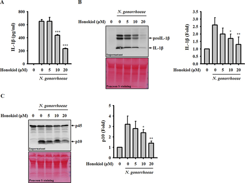 Figure 1 Honokiol inhibits the activation of the NLRP3 inflammasome in macrophages infected with N. gonorrhoeae. J774A.1 macrophages were subjected to a 0.5-hour incubation with honokiol or a control vehicle. Subsequently, they were infected with N. gonorrhoeae for an additional 24 hours. The levels of IL-1β in the cell culture supernatants were quantified using ELISA (A). The abundance of IL-1β (B) and caspase-1 (C) in the supernatants were determined through Western blot analysis. The ELISA data is presented as the mean ± SD from three separate experiments. The Western blotting images presented here depict individual experiments, while the histogram provides quantification expressed as fold change compared to the control group, represented as mean ± SD across these three experiments. Significance is indicated as *, ** and *** for p < 0.05, < 0.01 and < 0.001, respectively, in comparison to N. gonorrhoeae-infected macrophages.