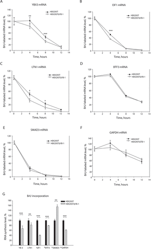 Figure 2. The suppressed expression of YB-1 causes lower stability of YB-3 mRNA. Changes in stability (A-E) and synthesis (F) of some mRNAs in YB-1-null cells. (A-F) HEK293T and HEK293TΔYB-1 cells were incubated in DMEM with bromodeoxyuridine (BrU) for 24 h and then in standard medium for 0, 4, 8, or 12 h, followed by isolation of total RNA. This RNA was used for immunoprecipitation with antibodies against BrU. In the immunoprecipitate, selected mRNAs were detected by qRT-PCR. For each cell line, the mRNA amount at the 0 h point was taken to be 100%. Errors are 2 standard deviations. Two-tailed Student’s t-test was used to estimate the statistical significance. ***p < 0.001, *p < 0.05. (G) HEK293T and HEK293TΔYB-1 cells were incubated in DMEM with BrU for 24 h, followed by isolation of total RNA. This RNA was used for immunoprecipitation with antibodies against BrU. In the immunoprecipitate, selected mRNAs were detected by qRT-PCR. In HEK293T cells, the mRNA amount at the 0 h point was taken to be 100%. Errors are 2 standard deviations. Two-tailed Student’s t-test was used to estimate the statistical significance. ***p < 0.001, **p < 0.01