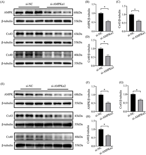 Figure 6 Decreased expression of Cx43 and Cx40 by downregulation of AMPK. (A) Representative blots of AMPK, Cx43 and Cx40 proteins in HL-1 cells transfected with AMPK α1 siRNA (n=6-9). (B-D) Representative densitometry analysis of AMPK, Cx43 and Cx40 proteins in HL-1 cells transfected with AMPK α1 siRNA (n=6-9). (E) Representative blots of AMPK, Cx43 and Cx40 proteins in HL-1 cells transfected with AMPK α2 siRNA (n=6-9). (F-H) Representative densitometry analysis of AMPK, Cx43 and Cx40 proteins in HL-1 cells transfected with AMPK α2 siRNA (n=6-9). *p<0.05.