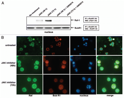 Figure 4 JAK inhibition causes nuclear BubR1 and RAF-1 association. Immunoprecipitation of BubR1 from nuclear extracts of cells treated with JAK inhibitor or JAK inhibitor plus GW5074 for 48 or 72 hours and western blotting for RAF-1 show that BubR1 and RAF co-immunoprecipitate and that GW5074 eliminates the association. (A) Western blot of BubR1 co-immunoprecipitating proteins probed for RAF in the nuclear fraction from cells treated with JAK inhibitor or JAK inhibitor plus GW5074 for 48 or 72 h. Immunofluorescent microscopy of untreated (top row), or JAK inhibitor treated (48 hours, middle row, 72 hours, bottom row) cells stained for RAF (left to right columns), BubR1, nuclear DNA and merged image. (B) Immunofluorescence images of the same field.