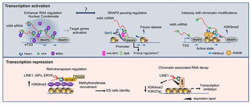 Figure 2. m6A-mediated transcription regulation.