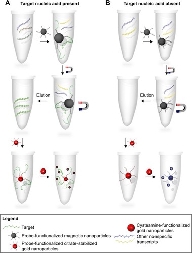 Figure 1 A scheme depicting the steps of specific RNA extraction using MNPs and detection using gold aggregating gold method.Notes: MNPs functionalized with target-specific probe are mixed with the total RNA to specifically capture the target RNA. (A) In the presence of the target mRNA, it is captured with the probe-functionalized MNPs and after washing and elution, the probe-functionalized citrate-stabilized AuNPs were added. After hybridization takes place by sequence complementarity between the probe and the target mRNA, cysteamine-functionalized AuNPs are added. The mixture color remains red in color, reflecting the dispersion of the AuNPs onto the target mRNA indicating a positive result. (B) In the absence of the target mRNA, addition of MNPs functionalized with the target RNA probe reveals no mRNA after elution. Consequently, no hybridization takes place with the probe-functionalized citrate-stabilized AuNPs and, hence, the addition of cysteamine-functionalized AuNPs results in a change of the solution color from red to blue. This is due to the interaction of the cysteamine AuNPs with the probe’s phosphate backbone electrostatically, thereby reducing the interparticle distance between the probe-functionalized citrate-stabilized AuNPs and the cysteamine-functionalized AuNPs, resulting in their aggregation and indicating a negative result.Abbreviations: AuNPs, gold nanoparticles; MNPs, magnetic nanoparticles.