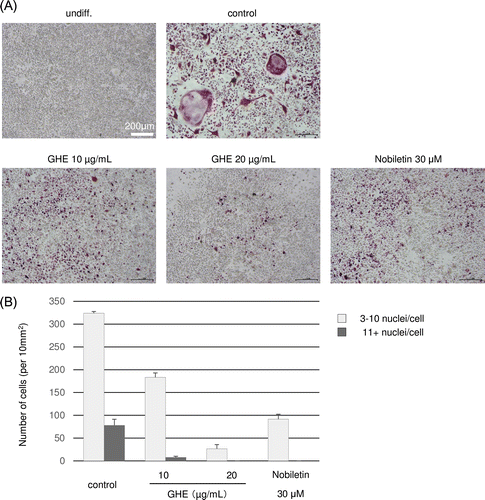 Fig. 2. Effects of GHE on RANKL-induced osteoclast differentiation.