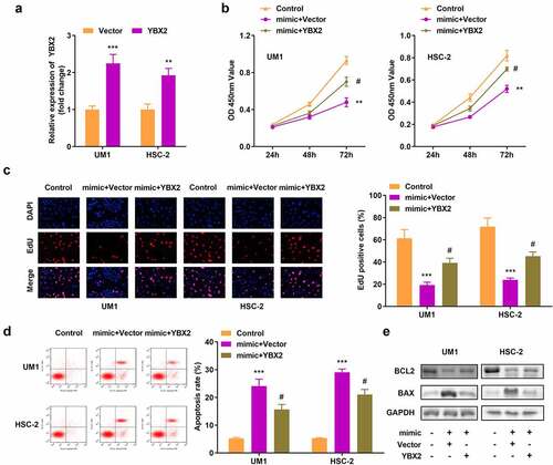 Figure 6. Overexpression of Y-box protein 2 (YBX2) reverses the effects of miR-18b-5p on cell viability, proliferation, and apoptosis. (a) YBX2 expression in UM1 and HSC-2 cells; (b) Cell viability of UM1 and HSC-2 cells; (c) Cell proliferation of UM1 and HSC-2 cells; (d) Apoptosis of UM1 and HSC-2 cells; (e) Protein expression of Bcl-2-associated X protein (BAX) and B-cell lymphoma-2 (BCL2). #P < 0.05, **P < 0.01, ***P < 0.001 versus control.