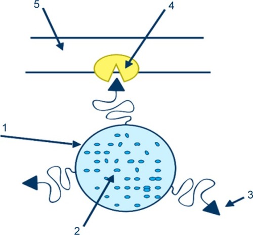 Figure 1 Illustration of a ligand-mediated active targeting.Notes: A carrier(1) loaded with the drug (2) is treated with a ligand (3) capable of recognizing the binding positions (4) on the surface of the cell (5). Reprinted by permission from Springer Nature Customer Service Centre GmbH: Springer Nature. Passive and active drug targeting drug delivery to tumors as an example. By Torchilin VP. In: Schäfer-Korting M, editor. Drug Delivery. Handbook of Experimental Pharmacology. Berlin, Heidelberg: Springer; 2009:3–53. Copyright 2009.Citation74