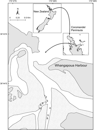 Figure 1 Map of Whangapoua Harbour (Coromandel Peninsula and New Zealand inset) showing the shallow subtidal sites (numbers) where ASUs were deployed.