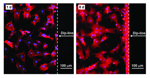 Figure 3. Fluorescence images of stem cells adhering on the RGD patterned PEG hydrogel after 1 d and 8 d of culture. Due to the persistent resistance of the PEG hydrogel to non-specific cell adhesion, cells did not progress past the dip-line during the examination period of 8 d.