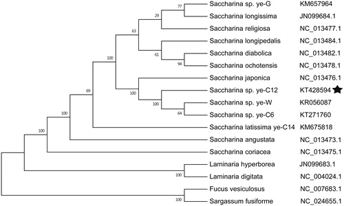 Figure 1. Phylogenetic tree of ML analyses based on complete mitochondrial nucleotide acid sequences of brown algae. Pentagrams stand for the species studied in this work