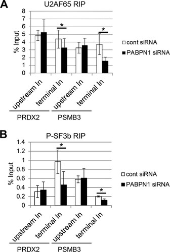 FIG 7 Polyadenylation promotes the binding of splicing factors to affected introns. (A) UV cross-linking followed by immunoprecipitation of RNA from control or PABPN1-depleted cells with a U2AF65 antibody. RT-qPCR was used to analyze upstream or terminal introns from the PRDX2 and PSMB3 genes. The graph shows percentages of input after normalization to Myc In2-Ex3 transcripts. (B) UV cross-linking followed by immunoprecipitation of RNA from control or PABPN1-depleted cells with an antibody to phosphorylated SF3b155. RT-qPCR was used to analyze upstream or terminal introns from the PRDX2 and PSMB3 genes. The graph shows percentages of input after normalization to Myc In2-Ex3 transcripts. All error bars represent standard deviations for at least three biological replicates. *, P < 0.05.