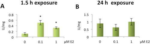 Figure 4. Increased superoxide dismutase (SOD) activity levels after exposure to 17β-estradiol (E2) in human lens epithelial cells (HLECs).Significant increase in activity levels after exposure to 0.1 µM and 1 µM E2 for 1.5 h (A). No significant changes were seen in activity after 24 h exposure (B) Data presented as SOD units related to protein concentration (U/mg) shown as mean ± SD. Asterisks indicate statistical significance p ≤ 0.05 for comparison with control cells (0 µM E2).