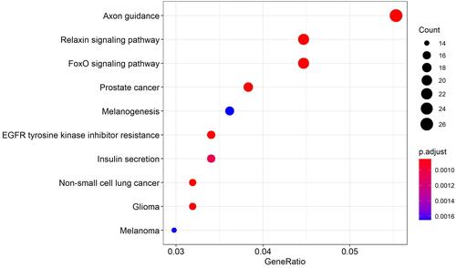 Figure 4 KEGG enrichment results of down-regulated target genes.