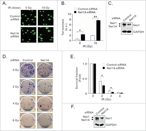 Figure 4. Net1A is required for DNA repair and cell survival. (A) Net1A knockdown delays DNA repair after IR. MCF7 cells were transfected with control or Net1A siRNAs. Three days later the cells were treated with 10 Gy IR. Four h later the cells were tested for DNA damage by comet assay. Shown is a representative experiment from 3 independent experiments. (B) Quantification of comet assays. Results are the average of 3 independent experiments. At least 100 cells were analyzed per sample. Errors are SEM; * = P < 0.05, ** = P < 0.005. (C) Representative Western blot of siRNA-transfected cells used for comet assays. (D) Net1A knockdown reduces cell survival after IR. MCF7 cells were transfected with control or Net1A siRNAs. Three days later the cells were treated with indicated doses of IR, replated and allowed to grow for 2 weeks. Shown are representative plates from 3 independent experiments. (E) Quantification of survival fraction assays. Results are the average of 3 independent experiments. Errors are SEM; * = P < 0.05. (F) Representative Western blot of siRNA-transfected cells used for survival assays.