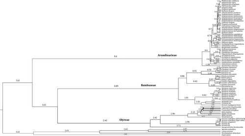 Figure 3. Relative evolutionary rate of chloroplast genome among the major lineages of Bambusoideae from Bayesian analysis. Values above the branches are the estimated median rate of each corresponding branch. Branch thickness is proportional to the evolutionary rate.