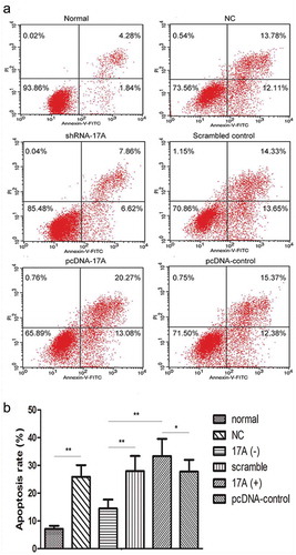 Figure 2. Apoptosis rate of SH-SY5Y cells was measured by Annexin V-FITC staining. (a) The values shown in the lower left, lower right and upper left quadrants represent the proportion of viable, apoptotic and necrotic cells, respectively. (b) The proportion of apoptotic cells was significantly increased with 17A overexpression, and was significantly reduced with 17A depletion. (pcDNA-17A transfection v.s. pcDNA-control, *p < 0.05; normal SH-SY5Y cells v.s. negative control, shRNA-17A transfection v.s. scrambled control; shRNA-17A transfection v.s pcDNA-17A transfection; **p < 0.01).The graphic results showed the mean ± SEM of three independent experiments. * and ** indicates significant difference at P < 0.05 and P < 0.01 level, respectively.