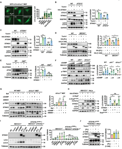 Figure 2. STING1 can significantly induce non canonical autophagy in ULK1- and BECN1-deficient cells. (a) rb1cc1−/− MEFs stably expressing GFP-LC3 with or without transfected of HA-STING1 plasmid were treated with indicated chemicals (AMDE-1, 10 μM; CQ, 20 μM; torin1, 2 μM) for 6 h. Quantification of LC3 puncta per cell was shown on the right side. 50 randomly-selected cells per condition were counted. (b-c) Western blotting of cell lysates from WT-HeLa, ATG13-/- HeLa, and ATG9A-/- HeLa cells were treated with torin1 (2 μM) for 6 h or transfected with HA-STING1 plasmid for 24 h. (d) WT and BECN1−/− HEK-293T cells were treated with torin1 (2 μM) for 6 h or transfected with HA-STING1[FL] or the C-terminal truncation (STING1 [1-340]) plasmids for 24 h. Cell lysates were subjected to western blotting analysis with the indicated antibodies. (e) WT and atg5-/- MEF cells were treated with torin1 (2 μM) for 6 h or transfected with HA-STING1 for 24 h. Cell lysates were subjected to western blotting analysis with the indicated antibodies. (f) WT-MEFs, rb1cc1-/- MEFs and ulk1-/- MEFs were treated with increasing amounts of cGAMP (0 µM, 1 µM and 2 µM respectively) for 3 h, followed by western blotting assays of LC3-ΙΙ conversion. (g) WT and rb1cc1-/- MEF cells were treated with indicated chemicals (AMDE-1, 10 μM; bafilomycin A1 (Baf), 0.5 μM; cGAMP, 1 μM) for 6 h. Immunoblotting was then performed to analyze the LC3-ΙΙ conversion. (h) Western blotting of cell lysates from RB1CC1−/− HeLa cells lacking endogenous STING1 expressing were transfected with HA-STING1 or mcherry-SopF and its mutant mcherry-SopFY224D plasmids for 24 h, and then assessed for LC3-ΙΙ conversion in the right panel. (i) RB1CC1−/− HeLa cells and RB1CC1 and ATG16L1 double knockout cells stably expressing ATG16L1K490A were treated with indicated chemicals (AMDE-1, 10 μM; cGAMP, 1 μM; Torin1, 2 μM) for 6 h or transiently transfected with HA-STING1[FL] or the C-terminal truncation (STING1 [1-340]) plasmids for 24 h, and then assessed for LC3-ΙΙ conversion in the right panel. (J) Restoring the ATG16L1ΔWDR domain by stably expressing on ATG16L1−/− HeLa cells treated with torin1 (2 µM) for 6 h or transiently transfected with HA-STING1[FL] or the C-terminal truncation (STING1 [1-340]) plasmids for 24 h. Cell lysates were subjected to western blotting analysis with the indicated antibodies.