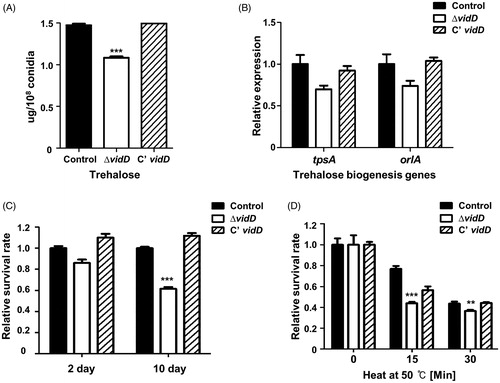 Figure 4. The roles of VidD in conidia. (A) The amount of trehalose per 108 conidia from 2-days cultures of control (TNJ36), ΔvidD (TYE6.1), and C’ vidD (TYE30.1) (***p < 0.001). (B) The mRNA levels of tpsA and orlA in control (TNJ36), ΔvidD (TYE6.1) and C’ vidD (TYE30.1) conidia. (C) Conidia viability for control (TNJ36), ΔvidD (TYE6.1), and C’ vidD (TYE30.1) strains grown at 37 °C for 2 and 10 days (***p < 0.001). (D) Thermal stress tolerance of conidia from control (TNJ36), ΔvidD (TYE6.1), and C’ vidD (TYE30.1) strains. About 100 conidia were incubated at 50 °C for 0, 15, and 30 min and spread into solid MM (***p < 0.001, **p < 0.01).