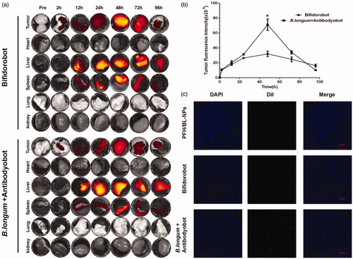 Figure 4. Targeting ability of Bifidorobot and Antibodyobot in vivo. (a) Fluorescence images of Bifidorobot and B. longum + Antibodyobot group at pre, 24 h, 48 h, 72 h, and 96 h of injection. (b) Quantification of fluorescence intensity at the tumor site (n = 10, *p < .05). (c) Frozen slice of PFH/BL-NPs, Bifidorobot and B. longum + Antibodyobot group at 48 h after injection (n = 6).