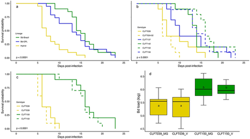 Figure 3. Survival curves and Bd load boxplot from the model generalizability and validation experiments. Survival curves for H. boettgeri exposed to six Bd genotypes from the model generalizability experiment, built at (a) lineage or (b) genotype level. (c) survival curves and (d) Bd load (log transformed at time of death) boxplots for H. boettgeri exposed to CLFT039 and CLFT150 genotypes from model generalizability (solid line/MG boxes) and validation experiments (dotted line/V boxes). Yellow, blue and green lines/boxes indicate that the Bd genotype belongs to hybrids, Bd-GPL and Bd-Brazil lineages, respectively. p-values are from log-rank test. Letters 'a' and 'b' inside the boxplots represent statistically significant differences from post-hoc multiple comparisons of means test among Bd genotype/experiments.