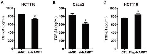 Figure 4 NAMPT promoted the secretion level of TGFβ-1. (A and B) HCT116 and Caco2 cells were transfected with si-NAMPT or si-NC. (C) HCT116 cells were transfected with NAMPT cDNA plasmid or vector control. After treatment for 48 h, cell supernatants were harvested and TGF-β1 concentrations were determined by ELISA. *P < 0.05.