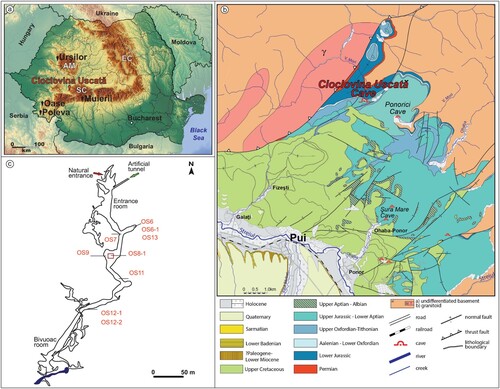 Figure 1. Cioclovina Uscată, Peștera cu Oase, Muierilor, Urșilor, Poleva cave positions on (a) Geographical map of Romania and (b) a Geological map of the region (after Pop et al. [Citation43]); (c) location of the map with the approximate position of the analysed cave bear remains (Simplified cave map after Tomuș [Citation44]). AM – Apuseni Mountains, EC – Eastern Carpathians, SC – Southern Carpathians.