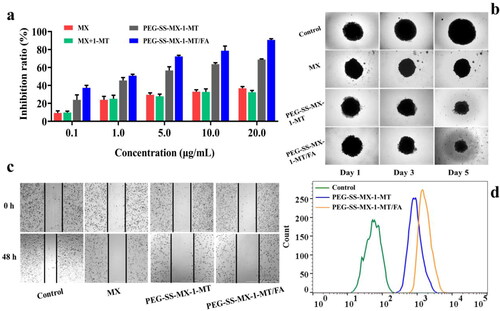 Figure 5. (a) Cell inhibition ratio of MCF-7/ADR cells incubated with different concentrations of MX, MX + 1-MT, PEG-SS-MX-1-MT and PEG-SS-MX-1-MT/FA. (b) Inhibition of proliferation of 3D tumor spheroids. (c) Wound healing assay of MCF-7/ADR cells. (d) Cellular uptake of MCF-7/ADR.