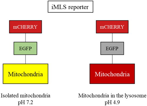 Figure 8. Description of the iMLS reporter.