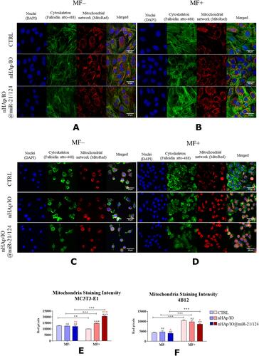 Figure 6 The impact of the nanocomposites alone and in combination with the miR21/124 in MF conditions on the morphology, growth pattern, mitochondrial network development and mitochondria staining intensity in MC3T3-E1 (A, B, E) and 4B12 cell line (C, D, F). Significant differences are indicated as follows (*p<0,005, **p<0,001 and ***p<0,001) and non-significant are marked as ns. The comparisons between groups are marked with brackets. The black symbols refer to the differences between CTRL and nHAp/IO groups, while red symbols are for nHAp/IO and nHAp/IO@miR-21/124 groups.