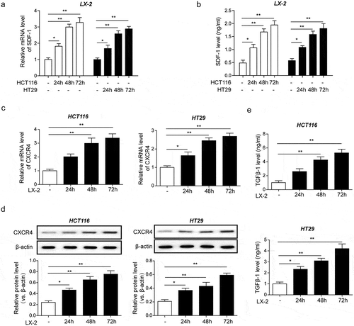 Figure 2. CRC cells activated HSCs and promoted secretion of SDF-1, which in turn binds to CXCR4 and induced TGF-β1 expression and secretion in CRC cells. (a) Time-dependent mRNA expression of SDF-1 in LX2 cells co-cultured with CRC cell lines HCT116 and HT29 for 72 h detected by qPCR. (b) Time-dependent secretion of SDF-1 from LX2 cells co-cultured with HCT116 and HT29 for 72 h measured by ELISA. (c) Time-dependent mRNA transcription and (d) protein expression of CXCR4 in HCT116 and HT29 cells co-cultured with LX2 cells for 72 h detected by qPCR and western blot analysis, respectively. (e) Time-dependent secretion of TGF-β1 from HCT116 and HT29 cells co-cultured with LX2 cells for 72 h measured by ELISA. The asterisks show difference significant as * p < .05, ** p < .01 compared with the two groups showed by a horizontal line.