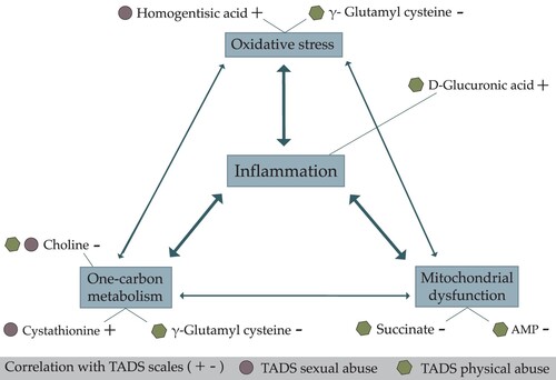 Figure 1. Schematic illustration of metabolites correlating positively (+) or negatively (-) with the Trauma and Distress Scale (TADS) Sexual and Physical Abuse scores, and the related systems or mechanisms in which these metabolites are involved.