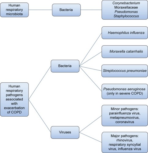 Figure 1 Scheme representing the normal airway microbiota and human respiratory pathogens most frequently associated with COPD exacerbations.