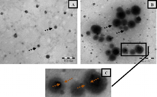 Figure 5. Transmission electron microscopy of non-cationised placebo lipidic emulsion (NCPLE) (a); cationised placebo lipidic emulsion (CPLE) (b) along with the magnified portion of (CPLE) (c). Broken black arrows indicate the spherical nanodroplets. The region within the broken red arrows indicates the thickness of the oleylamine layer.