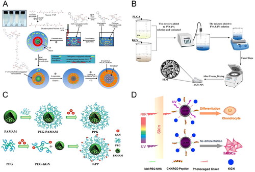 Figure 3. (A) Illustration of the procedure and chemistry to synthesize the F127/COS/KGNDCF nanospheres. Reproduced with permission from (Kang et al., Citation2016) ©elsivier; (B) Schematic illustration for the synthesis of KGN-PLGA nanoparticles. Reproduced with permission from (Zare et al., Citation2021) ©elsivier; (C) Schematic illustrations of construction of KGN-PAMAM conjugates. Reproduced with permission from (Hu et al., Citation2017) ©elsivier; (D) Tissue penetration of NIR-triggered release of KGN from RGD-KGN-UCNP@SiO2 to induce the chondrogenic differentiation of hMSCs in vitro and in vivo. Reproduced with permission from (Li et al., Citation2016) ©elsivier.