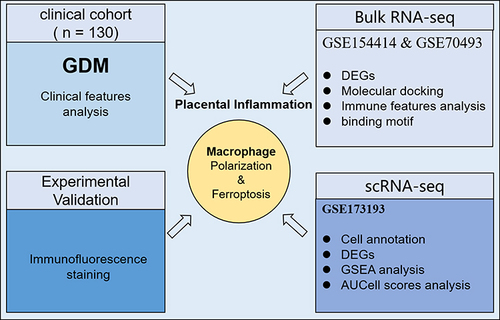 Figure 1 Flowchart for comprehensive analysis of the role of macrophage in GDM.