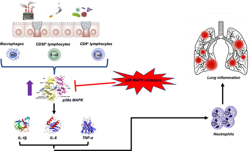 Figure 2 The role of p38 MAPK in the pathobiology of COPD. At the level of alveolar macrophages and other inflammatory cells, airborne pollutants, cigarette smoke, and microbial pathogens activate p38 MAPK. The p38 signaling pathway leads to increased cytokine and chemokine production, particularly interleukin (IL)-1β, IL-8, and tumor necrosis factor-α (TNF-α), which are associated with the neutrophilic endotype of COPD. Therefore, inhibiting p38 MAPK may be an effective treatment for patients with COPD.