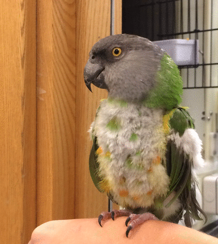 Recovering feather plucker in a Senegal parrot with proventricular dilatation disease. Although feather plucking has many different causes, discomfort due to this condition can be a reason, which is why this patient was on celecoxib.