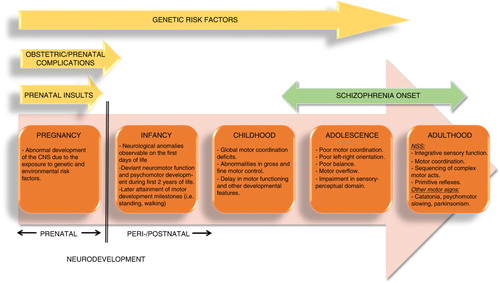 Fig. 1. Schematic summary of the current evidences of the presence of NSS or potentially related psychomotor precursors in those subjects at high risk or who eventually developed schizophrenia across the developmental span. The developmental periods in which environmental or genetic risk factors are relevant are also depicted. The period in which schizophrenia onset is more likely is also represented. CNS: central nervous system; NSS: neurological soft signs.