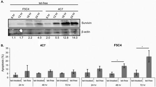 Fig. 1.  A. Western blots of whole cell lysates of YUSAC 2 cell line derivatives. 4C7 or F5C4 cells were incubated in the presence or absence of tetracycline for 6, 12, 18 and 24 hr, which in the absence of tetracycline will overexpress Survivin-WT or Survivin-T34A, respectively. Survivin is increased in a time-dependent manner when incubated in the absence of tetracycline. Beta-actin was used as the loading control, and molecular weights (kDa) are shown on the left. Densitometry was undertaken to show the degree of Survivin increase. B. Histogram representing the percentage of apoptosis using propidium iodide (PI) analysis by flow cytometry, 4C7 show similar apoptosis levels for both tet-treated and tet-free conditions. F5C4 cells have increasing apoptosis in a time-dependent manner when incubated in tet-free media. Data are the mean±SD of three independent experiments (*p<0.05).