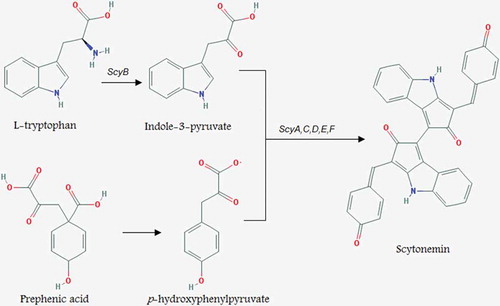 Fig. 5. Proposed biosynthesis pathway of scytonemin (Wada et al., Citation2013).