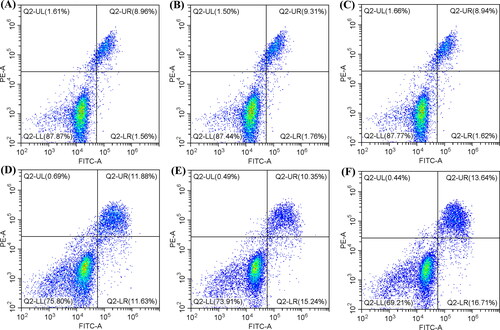 Figure 8. Flow cytometry scatter plots of Annexin V-FITC/PI apoptosis staining: (A) Control, (B) Fe3O4, (C) Fe3O4@mSiO2-NH2-FA, (D) Fe3O4@mSiO2-NH2-FA-TAX, (E) Free TAX, and (F) Fe3O4@mSiO2-NH2-FA-TAX + MF.