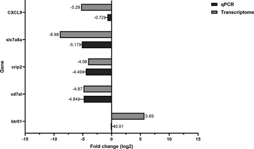 Figure 7. Comparison between transcriptome and qRT-PCR expression levels. The differentially expressed genes were validated by qPCR. The expression level showed a similar pattern to the transcriptome fold change.